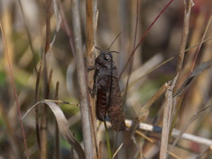 Psophus stridulus