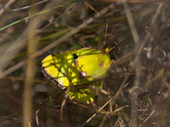 Colias hyale