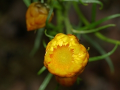 Xerochrysum