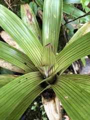 Guzmania