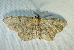 Hypagyrtis piniata
