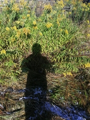 Spätblühende Goldrute (Solidago gigantea): Herkunft und Verwendung — Foto 3