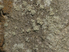Ramalina petrina