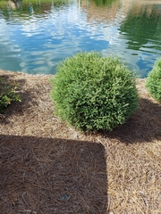 Cupressaceae