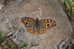 Junonia villida