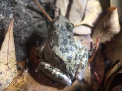 Pseudacris cadaverina