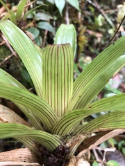 Guzmania