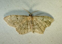 Hypagyrtis piniata