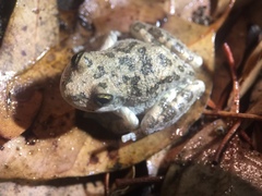 Pseudacris cadaverina