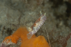 Chromodoris alternata