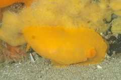 Doriopsilla carneola