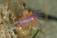 Flabellina