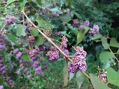 Callicarpa formosana formosana