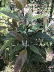 Backhousia citriodora