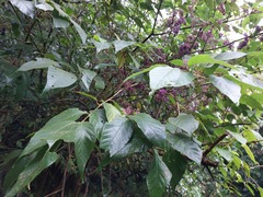 Callicarpa formosana formosana
