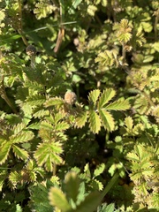 Acaena anserinifolia