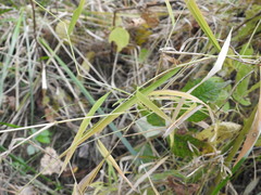 Leersia