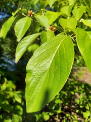 Cornus mas