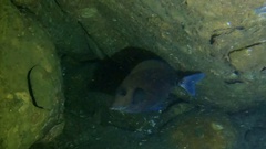 Acanthurus nigrofuscus