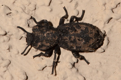 Phloeodes diabolicus