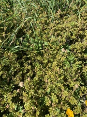 Acaena anserinifolia