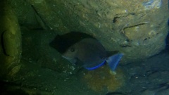 Acanthurus nigrofuscus