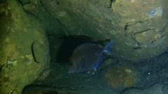 Acanthurus nigrofuscus