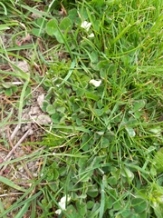 Trifolium subterraneum