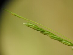 Leersia