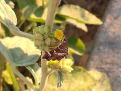Hymenia