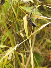 Leersia