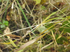 Leersia