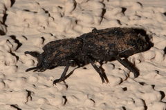 Phloeodes diabolicus