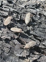 Anasa