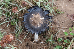 Coprinus calyptratus