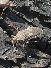 Anasa