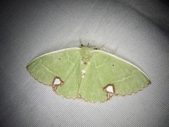 Comibaena procumbaria