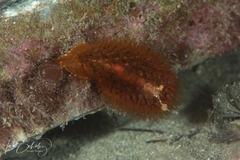 Madrella ferruginosa