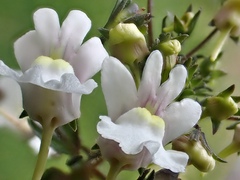 Nemesia floribunda
