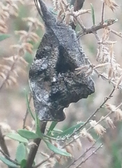 Libytheana carinenta mexicana