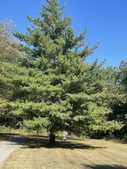 Pinus strobus