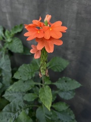 Crossandra