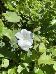 Calystegia tuguriorum