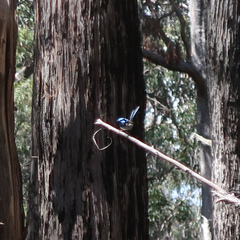 Malurus cyaneus cyaneus