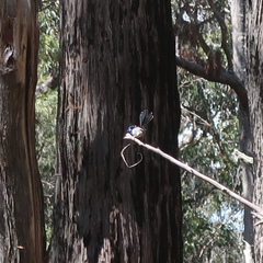 Malurus cyaneus cyaneus