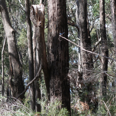 Malurus cyaneus cyaneus