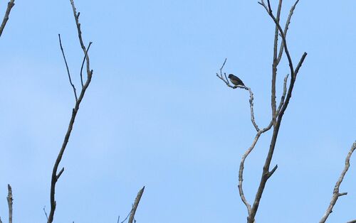 Fire-breasted Flowerpecker (Dicaeum ignipectus), photo 4