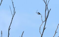 Dicaeum ignipectus formosum