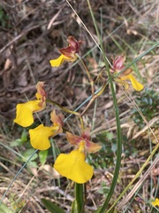 Cyrtochilum aureum