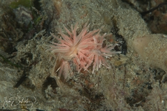 Phyllodesmium serratum